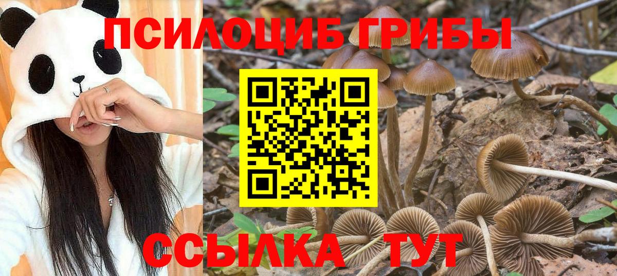 Псилоцибиновые грибы Psilocybe Красногорск